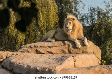 Lion King In Al Ain Zoo