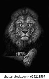 Lion, King black and white