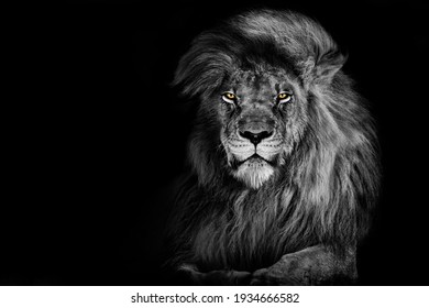 Lion king isolated on black , Portrait Wildlife animal  - Powered by Shutterstock