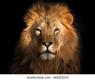 Lion king isolated on black - Shutterstock ID 564253519