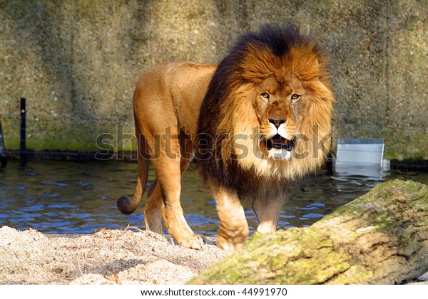 Lion King Jungle Stock Photo Edit Now 44991970