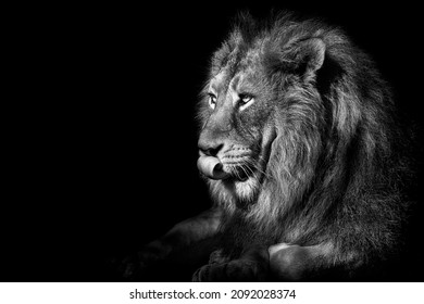 Львица Фото Черно Белое