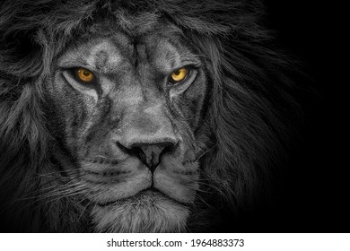 Lion king , Portrait Wildlife animal	