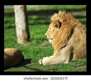 The Lion King Resting In The Shadow Of Captivity