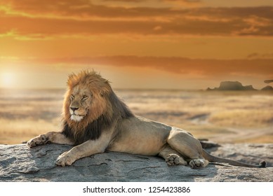 The Lion King From Serengeti Natural Park In Tanzania Staying On The Rock Filling Good And Chilling