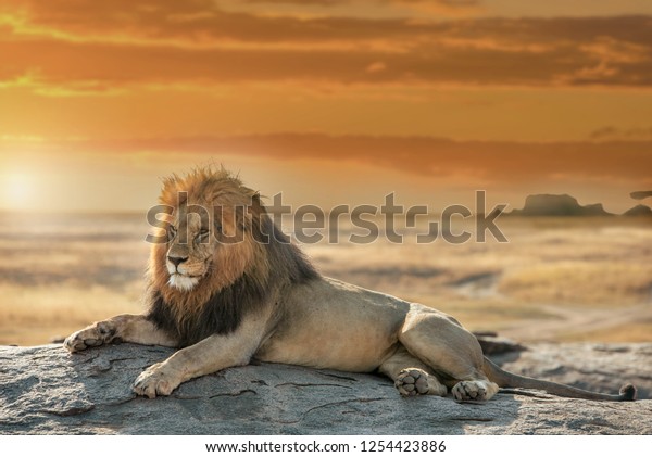 Lion King Serengeti Natural Park Tanzania Stock Photo (Edit Now) 1254423886