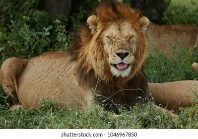 Lion King Smiling