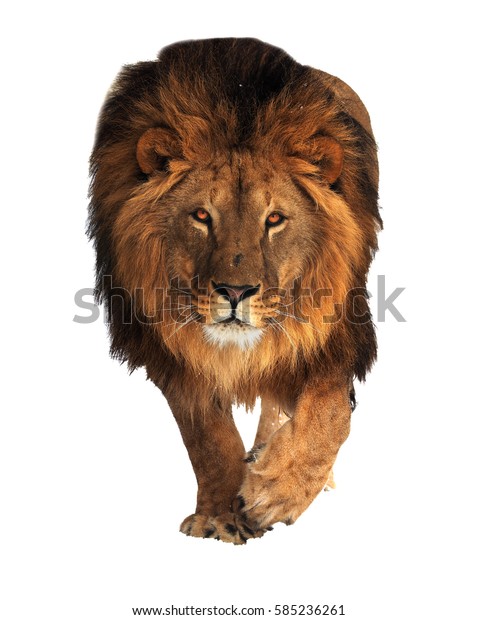 Lion King Walking Isolated White Stock Photo (Edit Now) 585236261