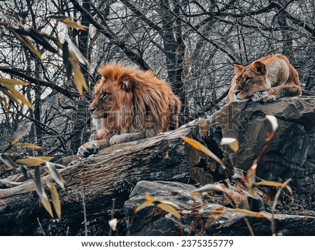 Lion King Zoo Predator Nature