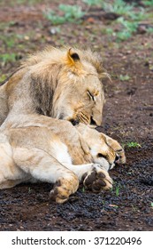 Lion kisses his wife lioness on the ground in Zimbabwe, Africa