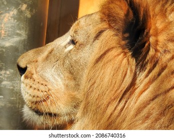 Lion At The Knoxville Zoo In Tennessee