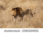 Lion in Kruger national park south Africa