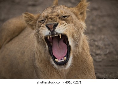Lion laying down - Shutterstock ID 401871271