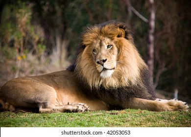 Lion Laying Down