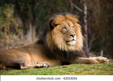 Lion Laying Down