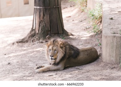 Lion Laying Down