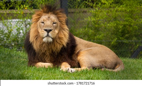 Lion Laying Down Beautiful Photo