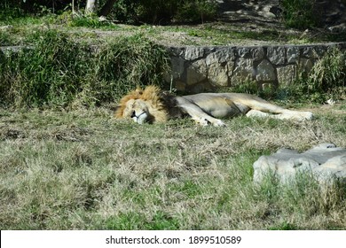 Lion Laying Down At The Zoo