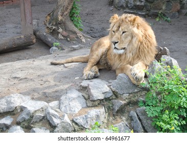 Lion laying on the rocks and looking somewhere