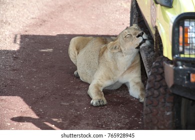 Lion Lean Its Head  Against Safari Jeep Ngorongoro Tanzania