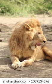 245 Lion Licking Lips Images, Stock Photos & Vectors | Shutterstock