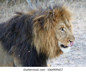 Lion Licking Lips