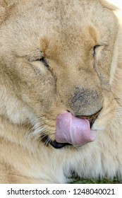 Lion Licking Its Lips