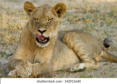 Lion Licking Lips