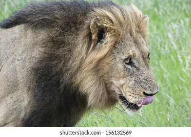 Lion Licking Lips