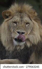 Lion Licking Lips