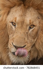 Lion Licking Lips 