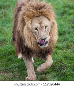 Lion Licking Lips On Grass