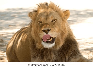 The lion licks his whiskers against an overexposed white background while resting on the white sand of the Kalahari - Powered by Shutterstock