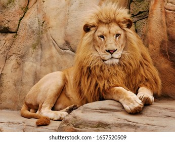 A lion lies on a stone and looks forward.