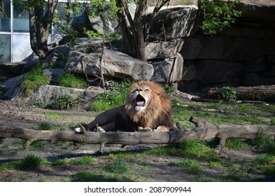 The lion lies proudly on the grass, a lion with its mouth open