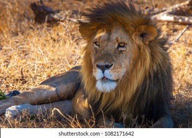 Lion Savane Images Stock Photos Vectors Shutterstock