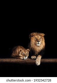 Lion And Lioness, Animals Family. Portrait In The Dark.