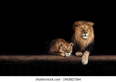 Lion and lioness, animals family. Portrait in the dark.
