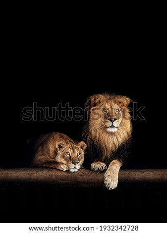 Lion and lioness, animals family. Portrait in the dark.
