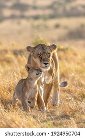 Lion Lioness And Cub Mothers Love