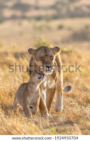 Lion Lioness and cub mothers love