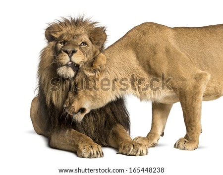 Lion and lioness cuddling, Panthera leo, isolated on white