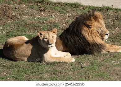 Lion, Lioness, Grass - Male and female lions resting on a grassy field, likely at a zoo or wildlife sanctuary. - Powered by Shutterstock