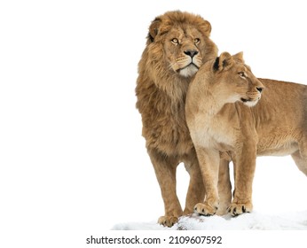 Lion and lioness isolated on white background
