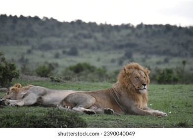 Lion and Lioness Lazing Around