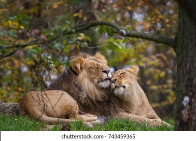 Lion And Lioness Cuddle Hd Stock Images Shutterstock