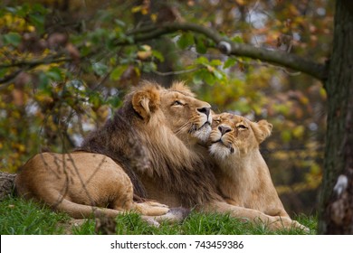 lion and lioness lying in the grass and cuddle