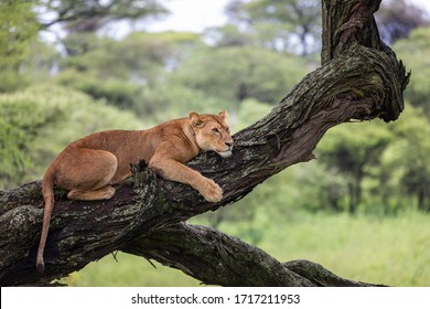 Lion (lioness) lying on ther tree