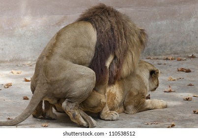 Lion and lioness making intercourse