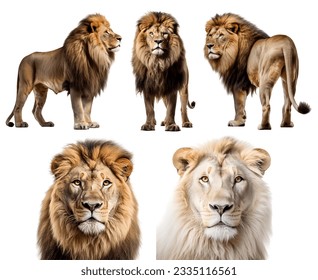 lion lioness, many angles and view portrait side back head shot isolated on white background cutout